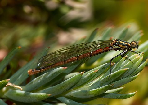 Free Insect Nature photo and picture