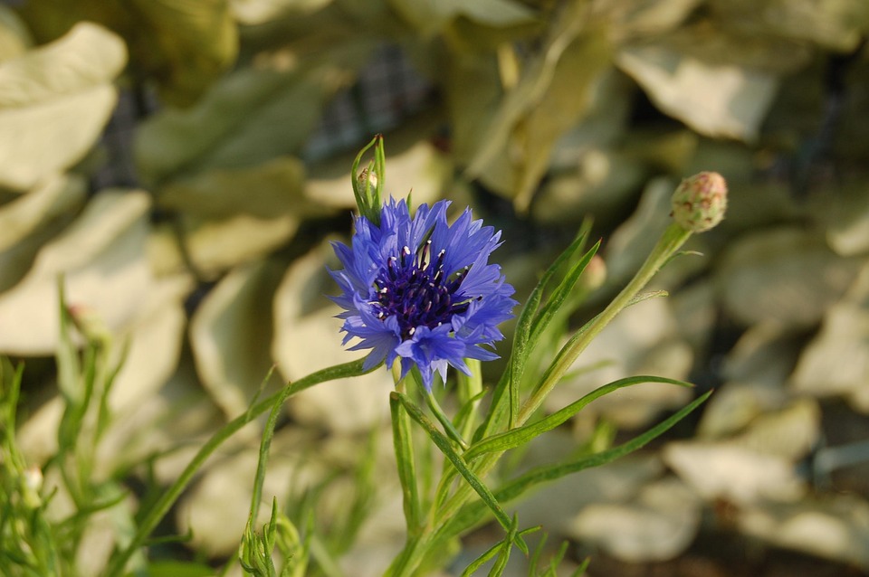 Fleur-De-Lis Nature Flower - Free photo on Pixabay - Pixabay