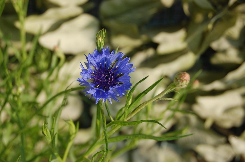 Fleur-De-Lis Nature Flower - Free photo on Pixabay - Pixabay
