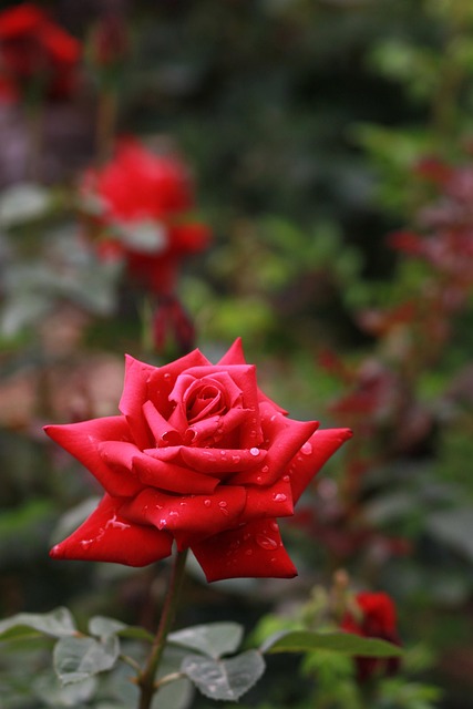 flower, nature, rose flower, plant, leaf, garden, rose, red rose, dew, trickle, raindrop, love, pleasure, happiness, shower, flower wallpaper, green, beautiful flowers, rainy day, emotion, cloudy day, red, beautiful, rose garden, flower garden, vine rose, affection, flower background, one bunch, petal, rose petals, romantic, joy, romance