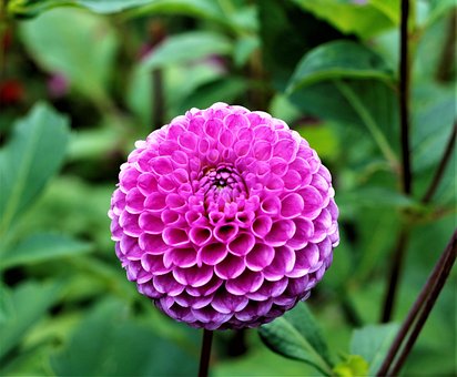 Free Nature Plant photo and picture