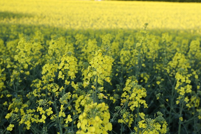 Camp, Ferma, Recolta, Floare, Plantă