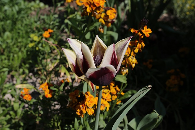 Floare, Plantă, Natură, Curte, Frunze