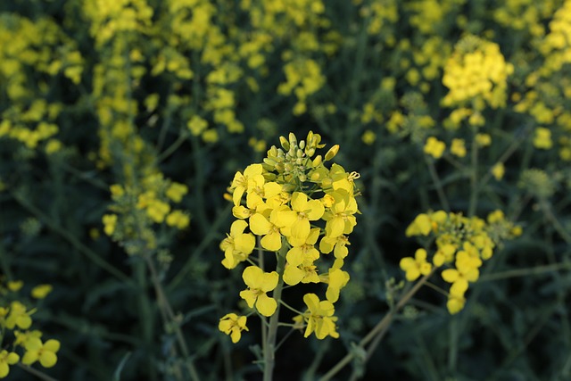 Floare, Natură, Plantă, Camp, Vară