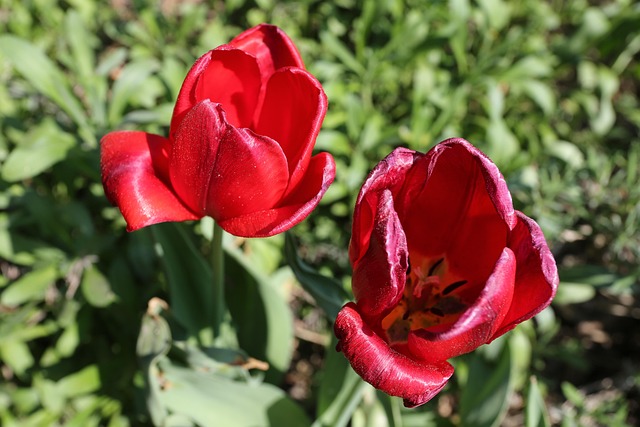 Natură, Floare, Plantă, Frunze, Curte