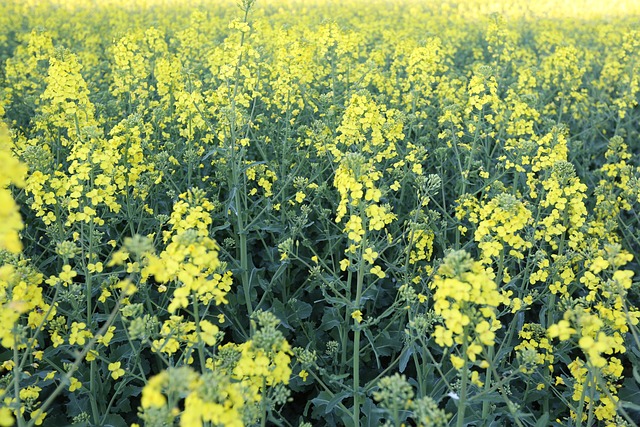 Floare, Camp, Plantă, Natură, Ferma