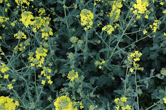 Floare, Plantă, Camp, Natură, Înflorire