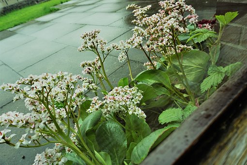 Blume, Natur, Flora, Blatt, Draußen
