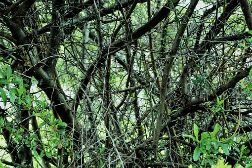 Natur, Holz, Baum, Blatt, Flora
