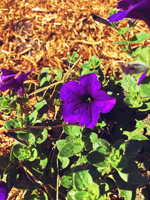 Free Flora Nature photo and picture