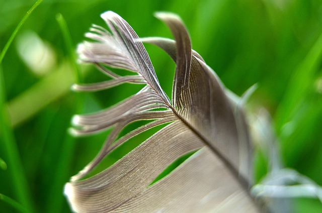 Příroda, Flóra, List, Detailní