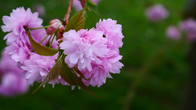 Free Flower Nature photo and picture