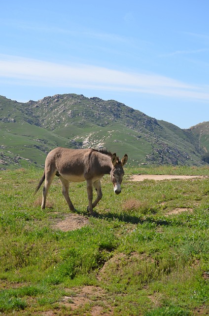 Free Wild Burro Grand Terrace Ca photo and picture