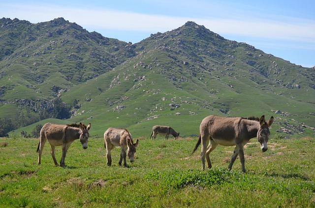 Free Wild Burro Hayfield photo and picture