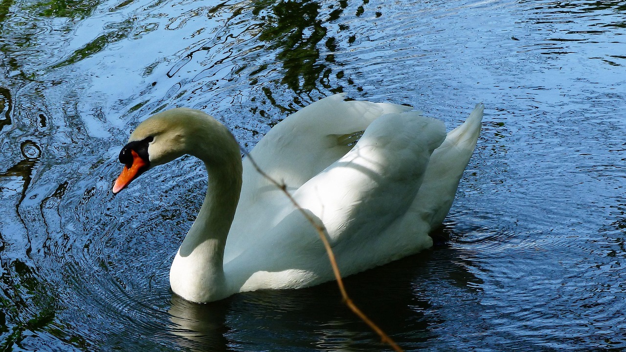 Étendue D'Eau Cygne Nature - Photo gratuite sur Pixabay - Pixabay