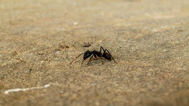 Formiga Natureza Areia - Foto gratuita no Pixabay - Pixabay