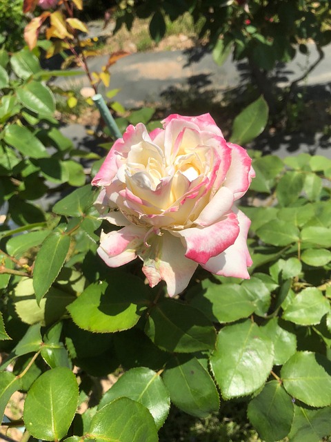 Free Flowers Plant photo and picture