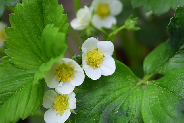 Free Nature Plant photo and picture
