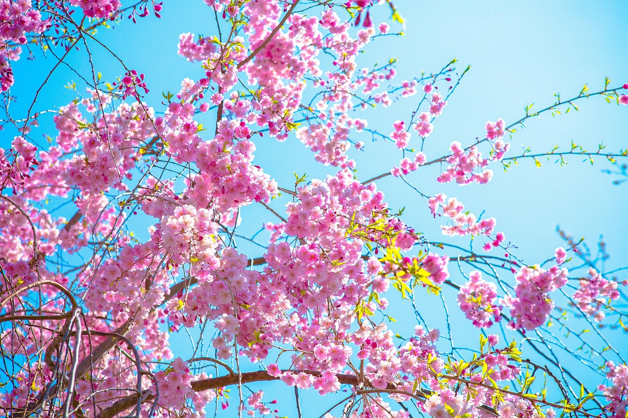 花 さくら 工場 - Pixabayの無料写真 - Pixabay