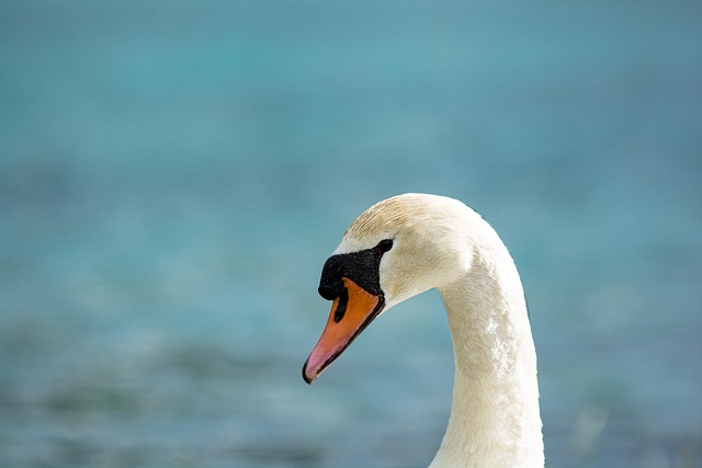 Free Swan Water Bird photo and picture