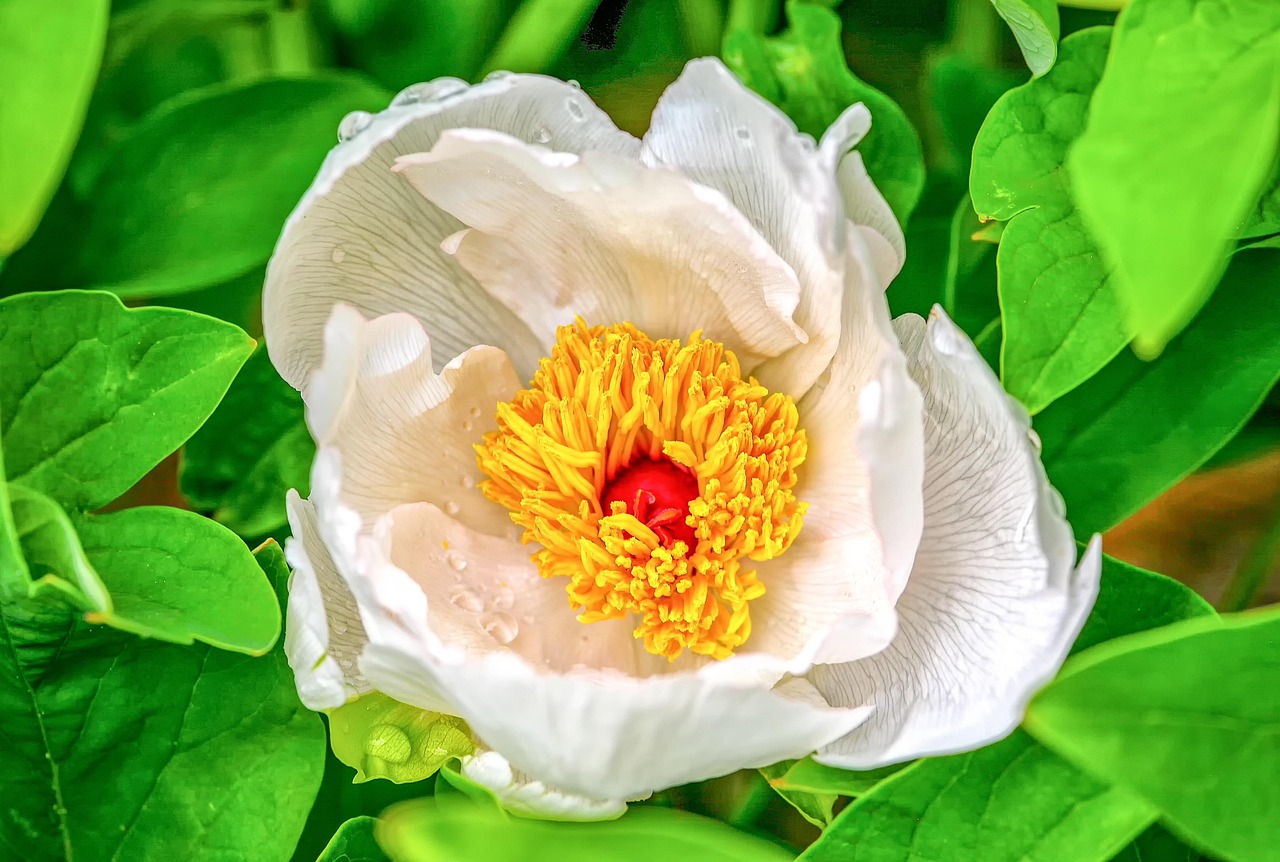Peony - free online jigsaw puzzle photo