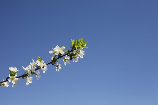 Free Flower Beautiful Flowers photo and picture