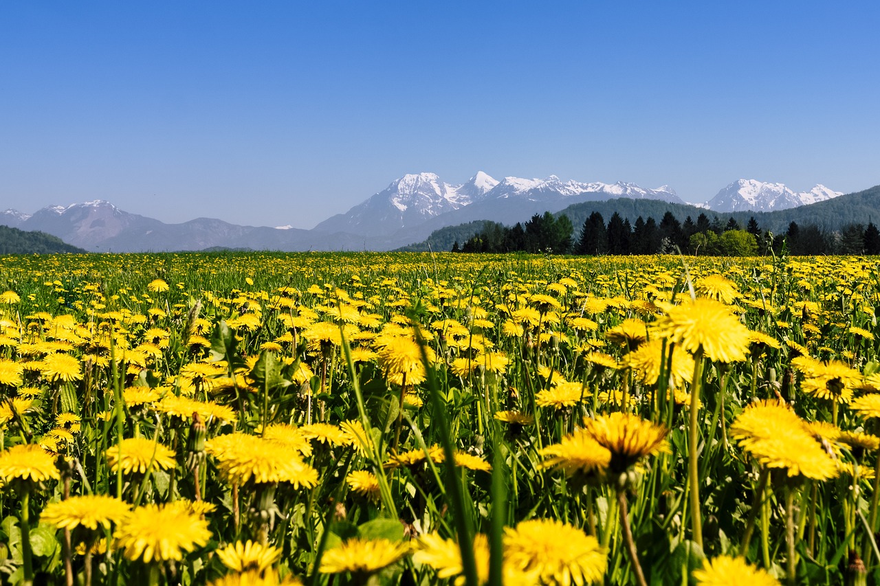 Naturaleza Henar El Verano Foto Gratis En Pixabay Pixabay naturaleza-henar-el-verano-foto-gratis-en-pixabay-pixabay