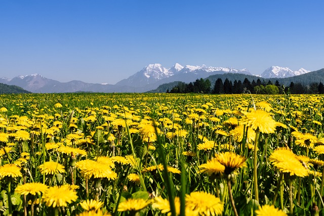 Free Nature Hayfield photo and picture