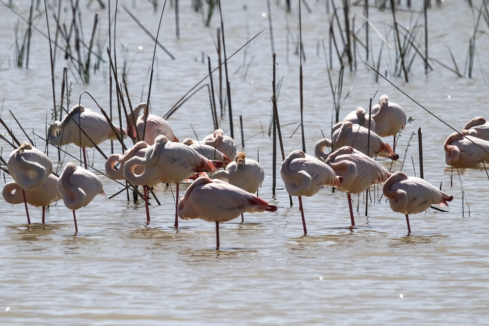 Doñana