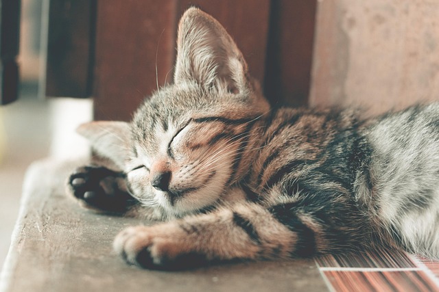 Gato, Animal, Bonitinho