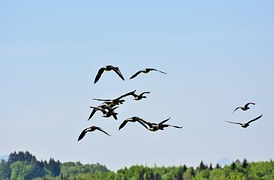 Sweden Reed Water · Free photo on Pixabay