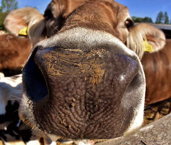100+ Free Cow Snout & Cow Images - Pixabay