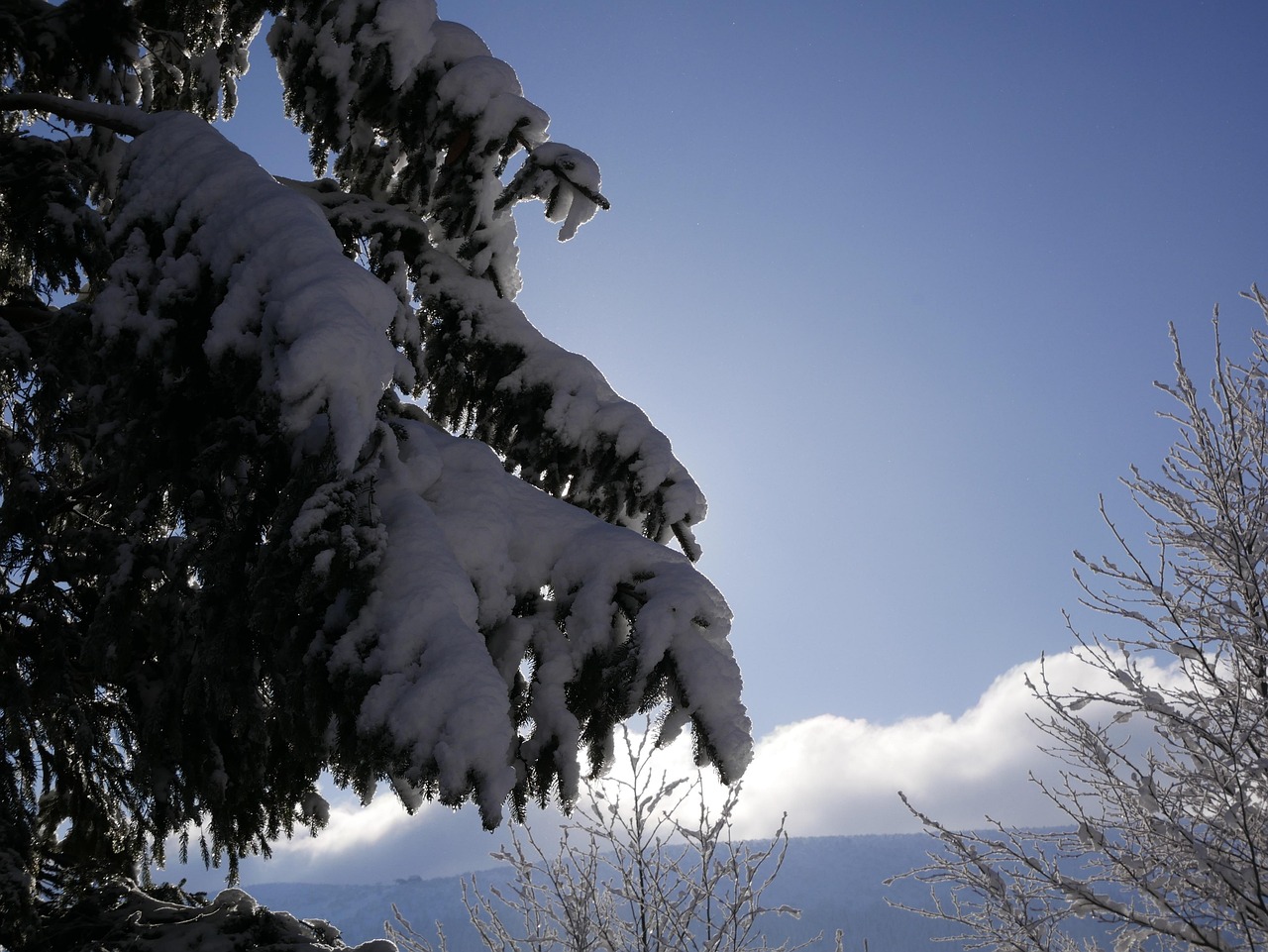 雪 冬 木 - Pixabayの無料写真