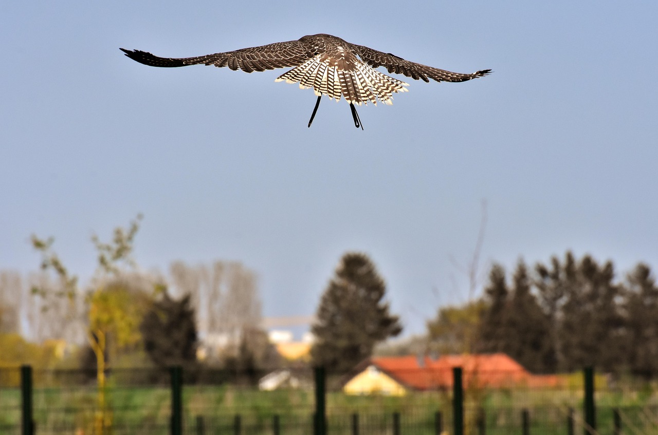 Falcon Birds Of Prey Bird Wild Free Photo On Pixabay Pixabay falcon-birds-of-prey-bird-wild-free-photo-on-pixabay-pixabay