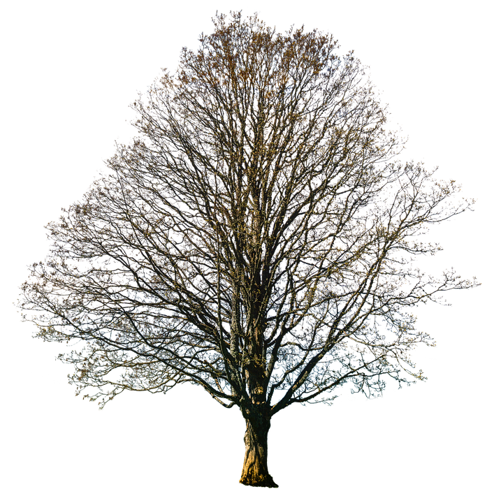 Tree Static Image Isolated Tree Fall Nature Autumn - Free photo on Pixabay
