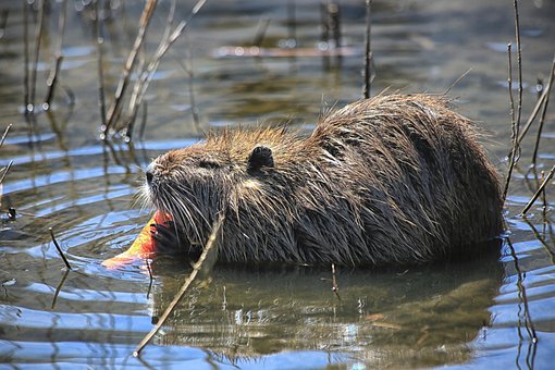 Gewässer, Stute, Natur, Tierwelt, Lake