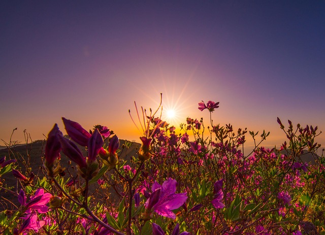 Natur, Sommer, Feld, Himmel, Draußen