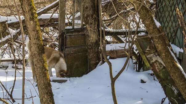 Abandoned technical College in Pripyat, Chernobyl exclusion zone