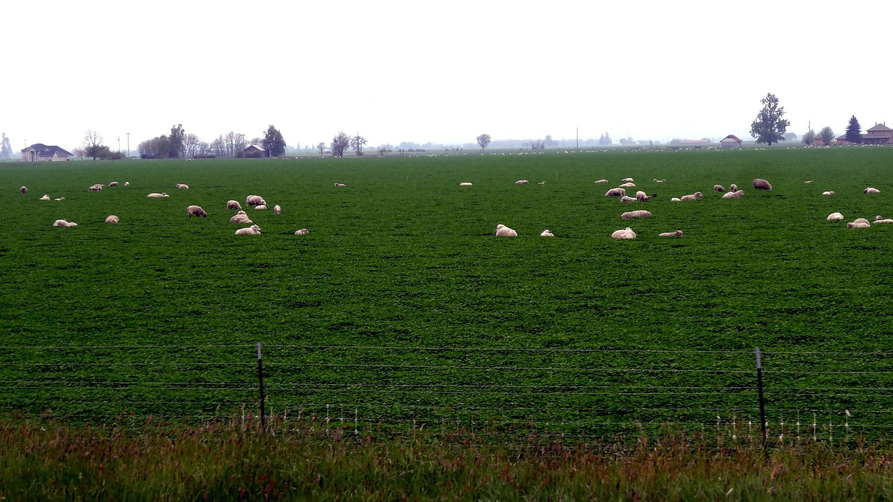 Hayfield Grass Agriculture Free photo on Pixabay Pixabay