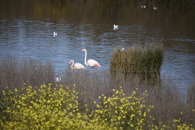 Free Lake Water photo and picture