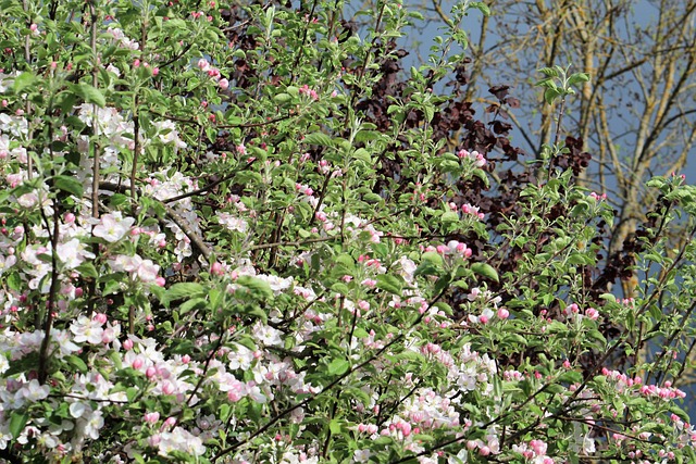 Free Flower Plant photo and picture