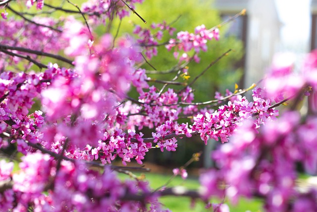 Blume, Blumen Hintergrund, Natur