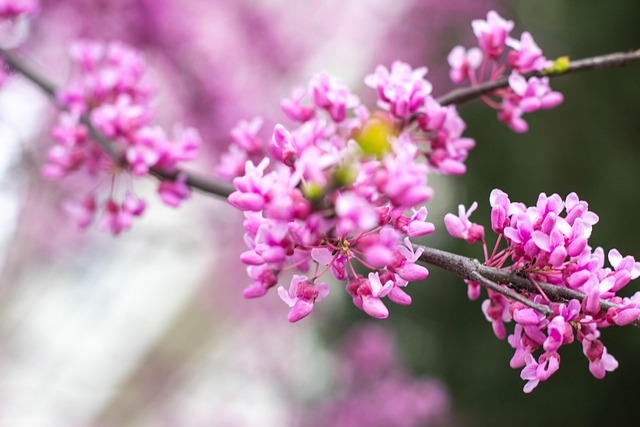Blume, Natur, Flora, Jahreszeit, Baum