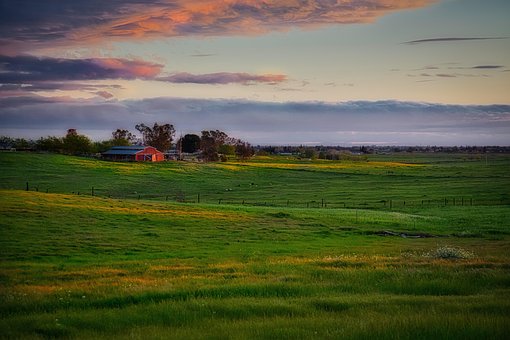 Landschaft, Gras, Natur, Baum, Feld