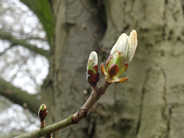 Free Nature Tree photo and picture
