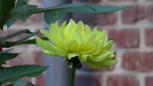 Free Nature Plant photo and picture