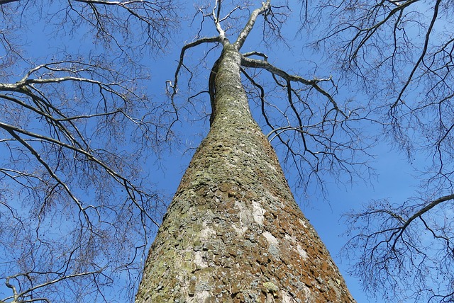 Free Tree Winter photo and picture