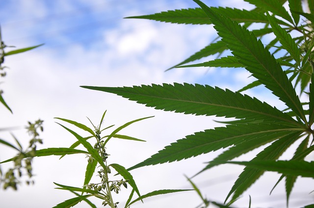 Free Leaf Hashish photo and picture