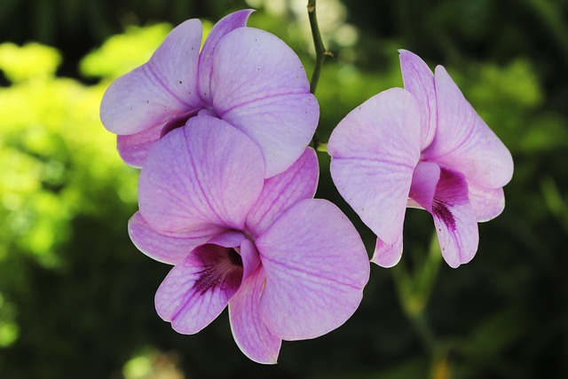 Free Flower Nature photo and picture