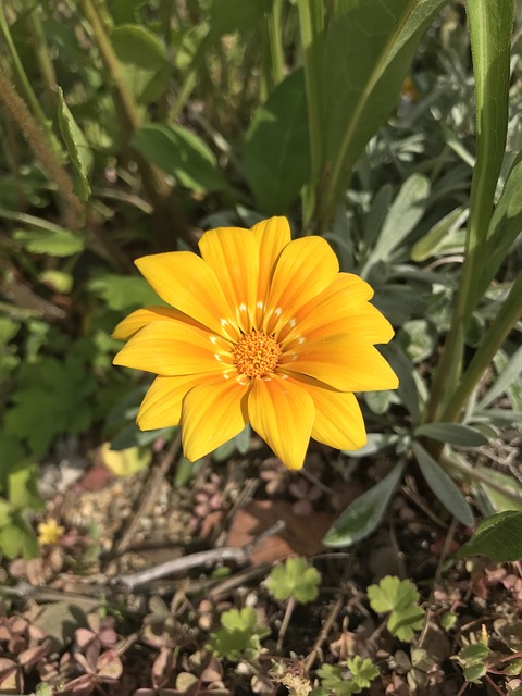 Free Plant Natural photo and picture